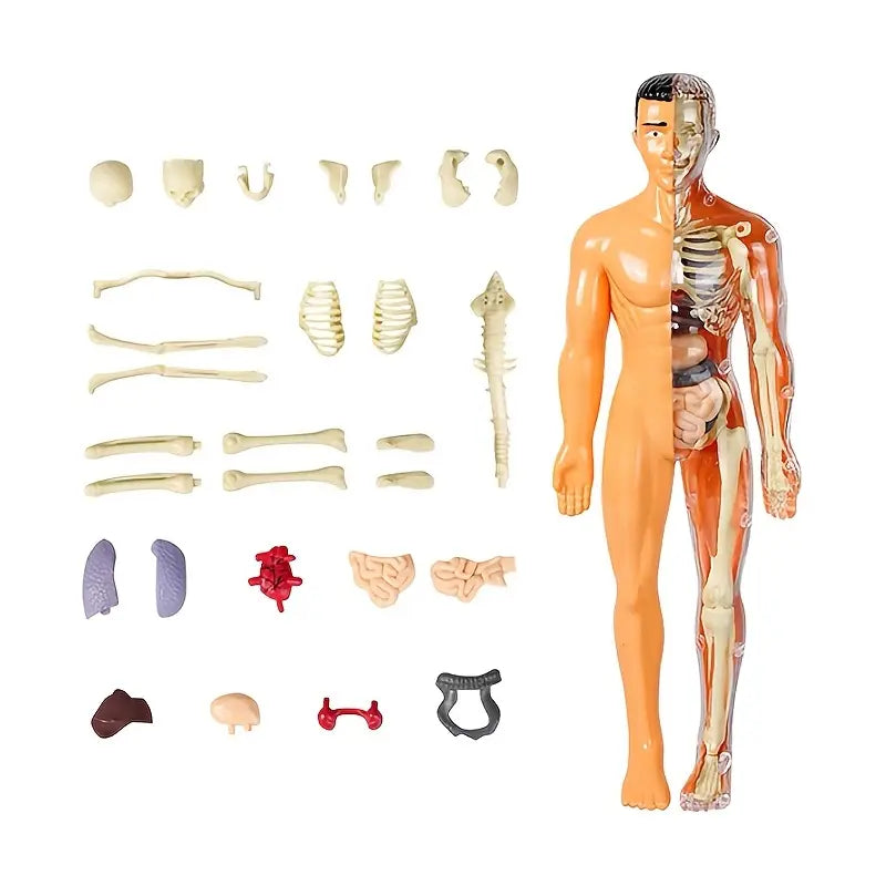 Coffret Anatomie Ăducatif pour Enfants
