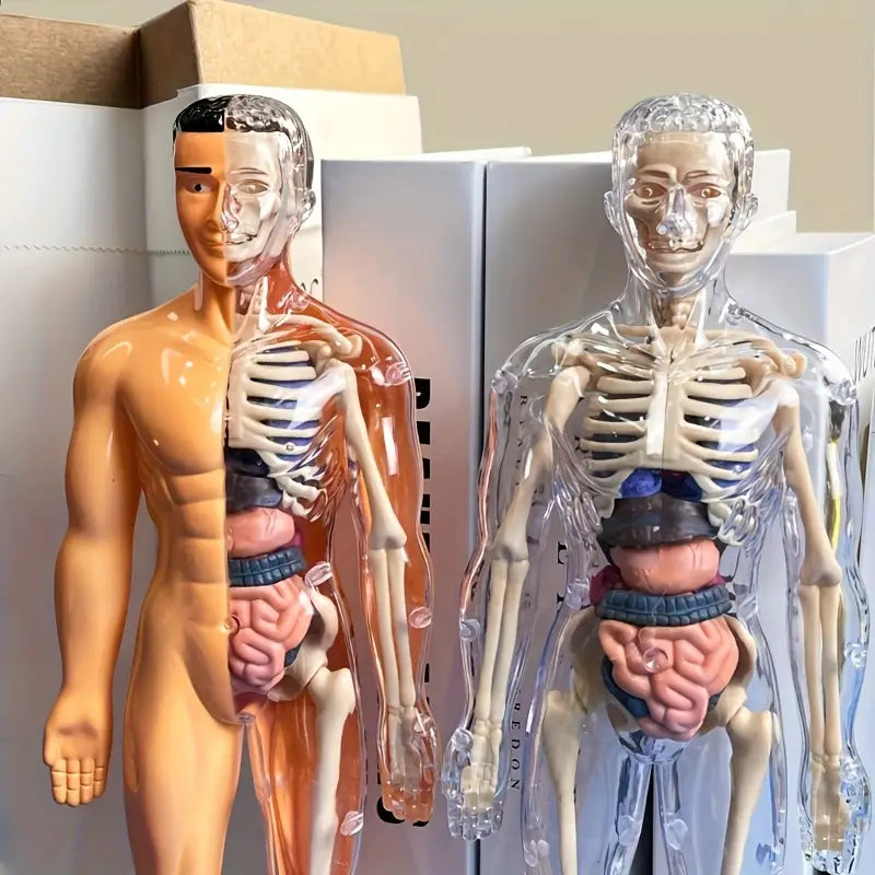 Coffret Anatomie Ăducatif pour Enfants