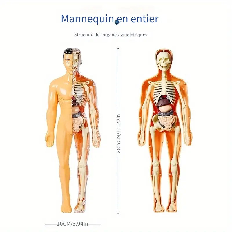 Coffret Anatomie Ăducatif pour Enfants
