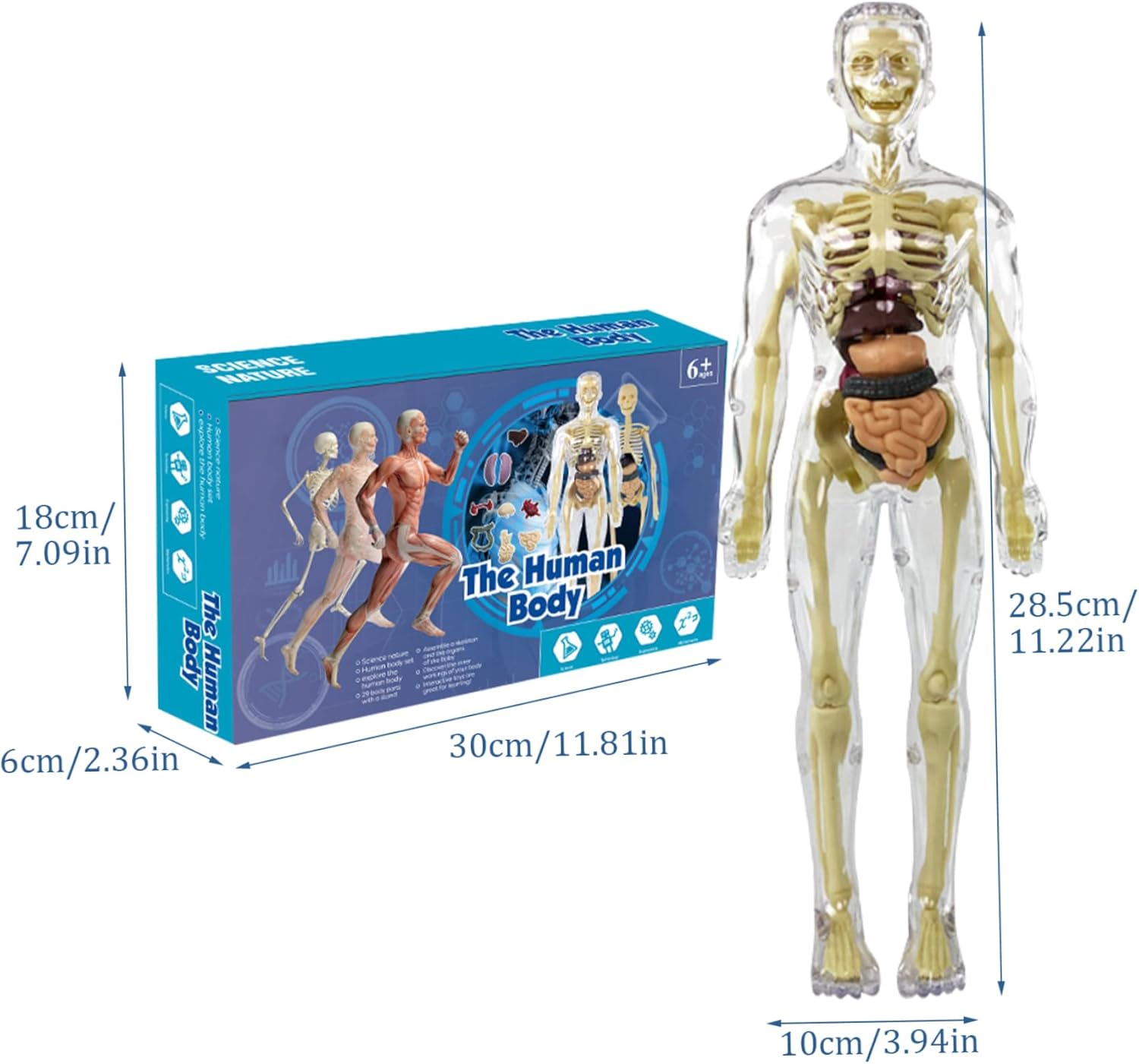 Coffret Anatomie Ăducatif pour Enfants