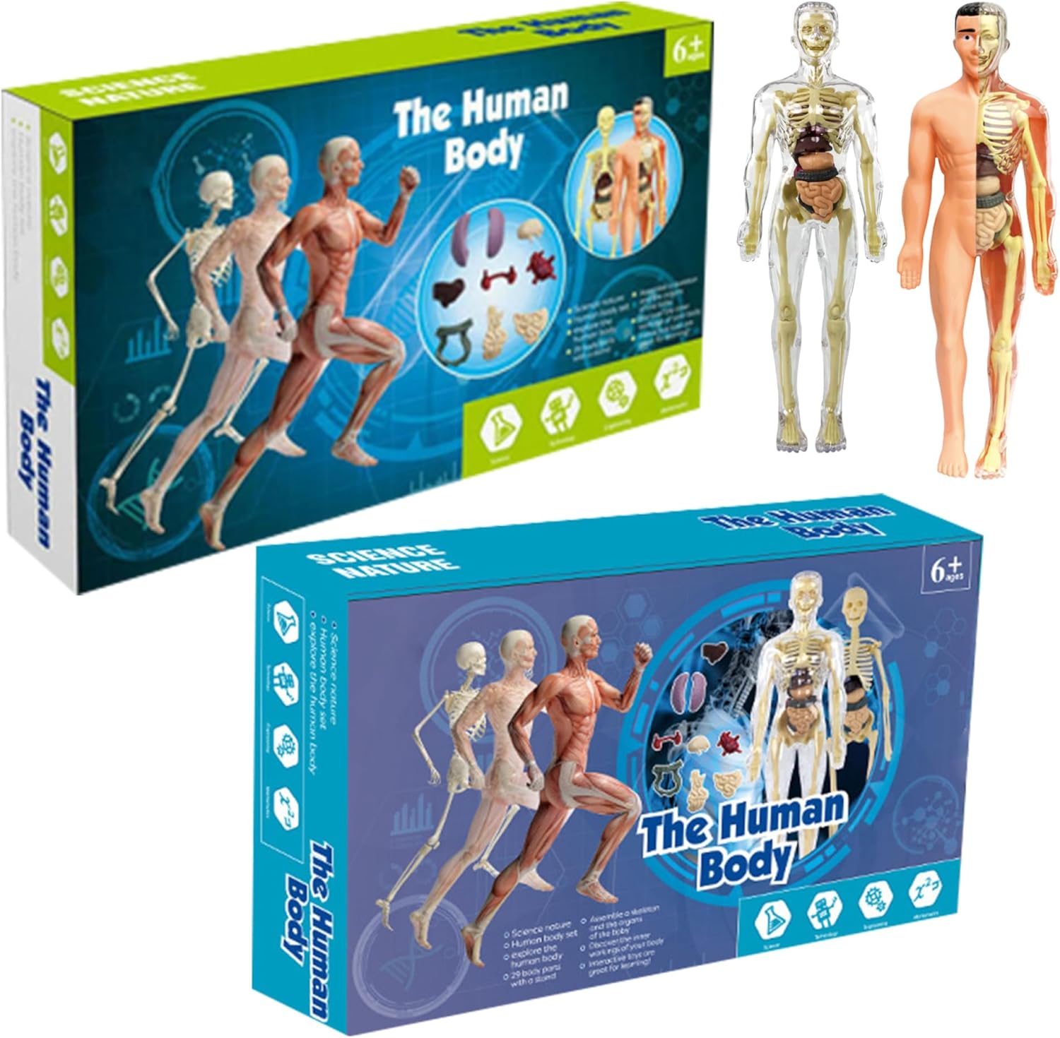 Coffret Anatomie Ăducatif pour Enfants