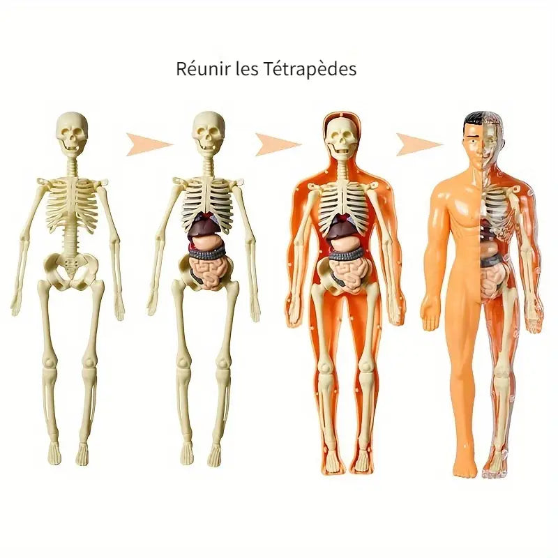 Coffret Anatomie Ăducatif pour Enfants