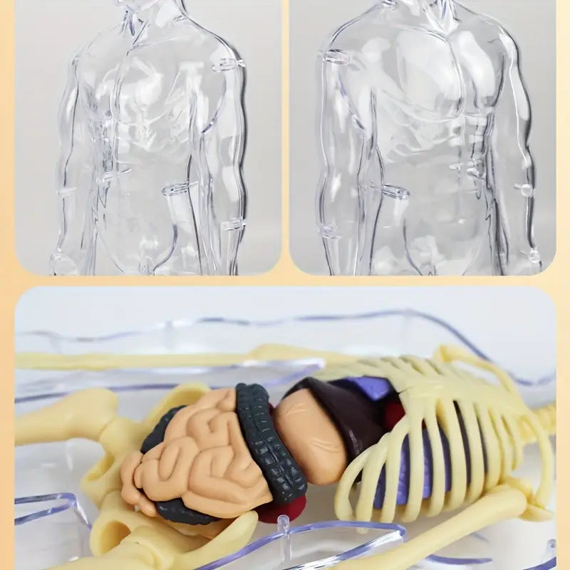 Coffret Anatomie Ăducatif pour Enfants