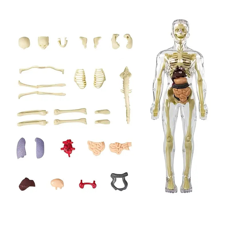 Coffret Anatomie Ăducatif pour Enfants