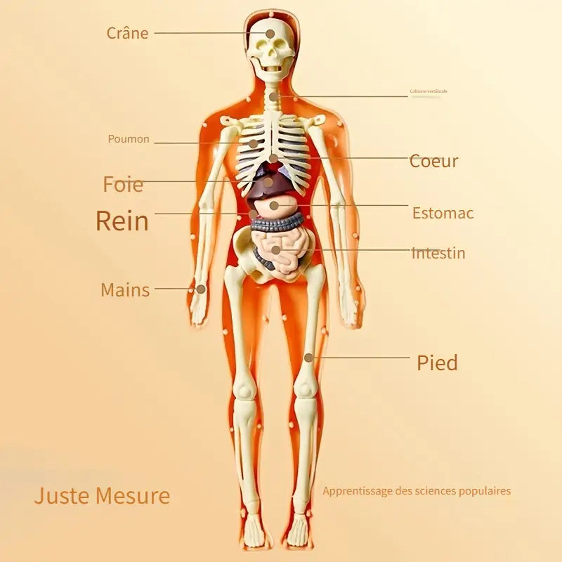Coffret Anatomie Ăducatif pour Enfants