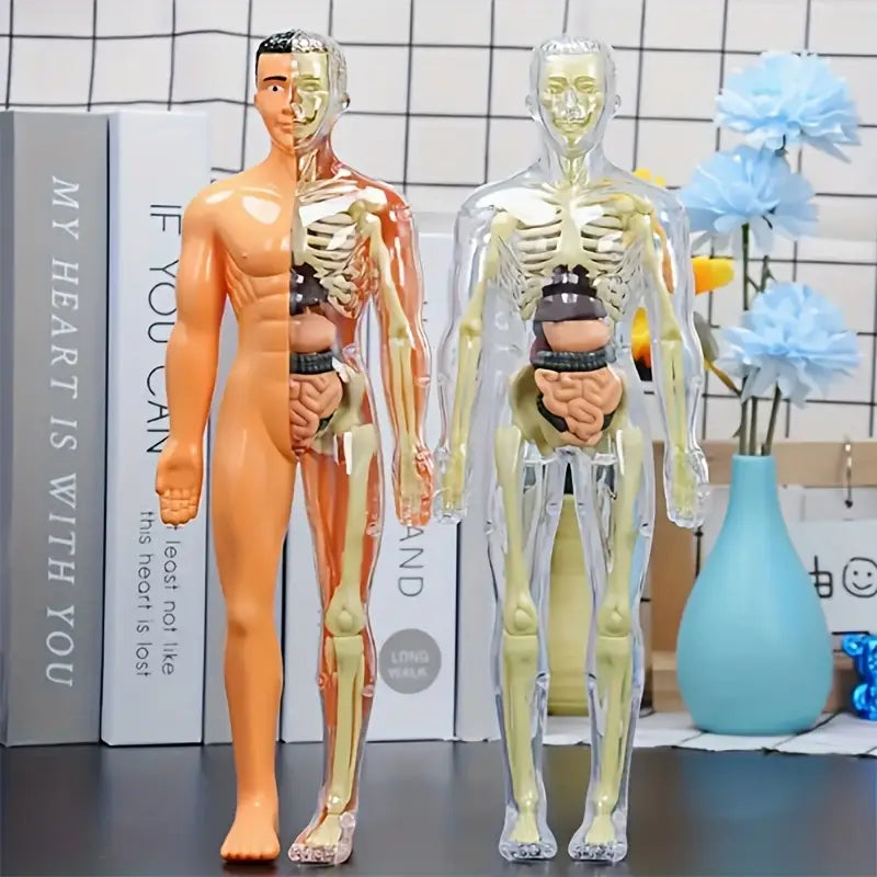 Coffret Anatomie Éducatif pour Enfants